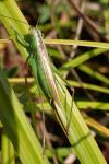Conocephalus fuscus fuscus