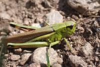 Stethophyma grossum