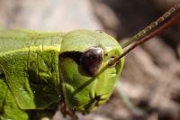Stethophyma grossum