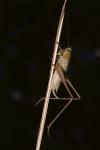 Bicolorana bicolor