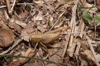 Bicolorana bicolor