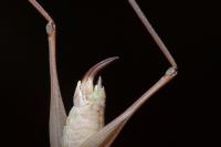 Bicolorana bicolor