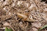 Bicolorana bicolor