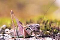 Metrioptera saussuriana