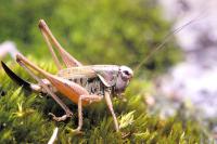 Metrioptera saussuriana