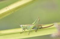 Conocephalus fuscus fuscus