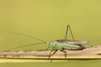 Conocephalus fuscus fuscus