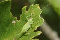 Meconema meridionale