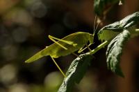 Phaneroptera nana