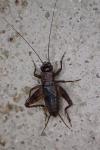 Nemobius sylvestris sylvestris