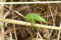 Conocephalus dorsalis