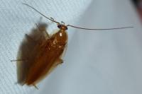 Ectobius vittiventris
