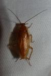 Ectobius vittiventris