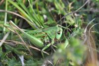 Decticus verrucivorus verrucivorus