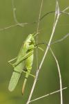 Tettigonia viridissima