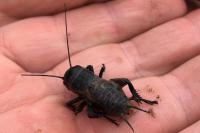 Gryllus campestris