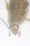 Ectobius pallidus
