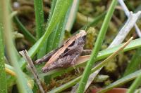 Tetrix undulata