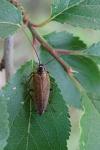 Ectobius lapponicus