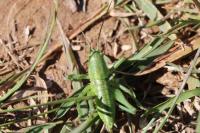 Tettigonia viridissima