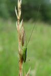 Conocephalus