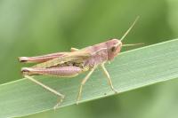 Pseudochorthippus parallelus parallelus
