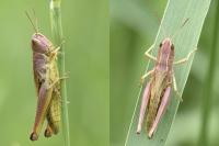 Pseudochorthippus parallelus parallelus