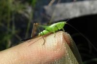 Conocephalus fuscus fuscus