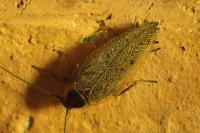 Ectobius lapponicus