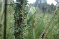 Tettigonia cantans