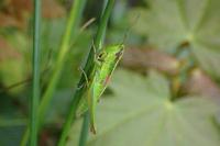 Euthystira brachyptera brachyptera