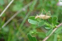 Oecanthus pellucens pellucens
