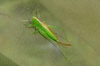 Conocephalus dorsalis