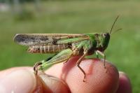 Aiolopus thalassinus thalassinus