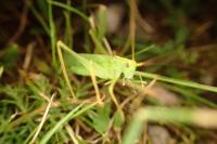Meconema thalassinum
