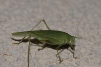Phaneroptera falcata