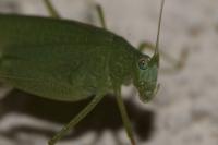 Phaneroptera falcata