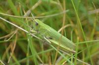 Chorthippus dorsatus dorsatus