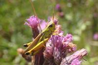 Stethophyma grossum