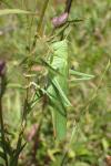 Tettigonia viridissima