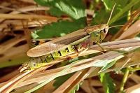 Stethophyma grossum