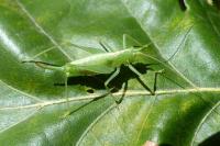 Meconema meridionale