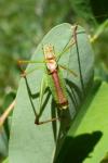 Leptophyes punctatissima