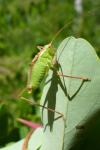 Leptophyes punctatissima