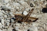 Platycleis albopunctata albopunctata