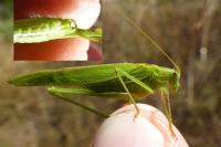 Phaneroptera falcata