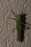 Tettigonia viridissima