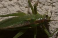 Tettigonia viridissima