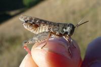 Calliptamus italicus