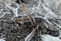 Platycleis albopunctata albopunctata